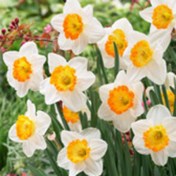 Large Cup Daffodils