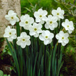 Small Cup Daffodils