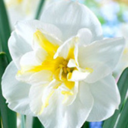 Split Corona Daffodils