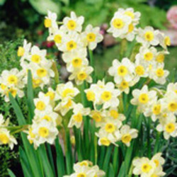 Tazetta Daffodils