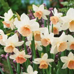 Triandrus Daffodils