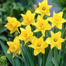 Trumpet Daffodils