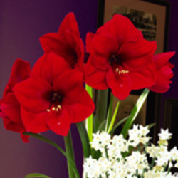 Holiday Bulbs Holiday Bulbs
