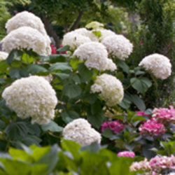 Smooth Hydrangeas