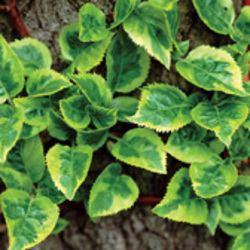 Climbing Hydrangeas