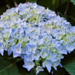 Lacecap &amp; Mophead Hydrangeas