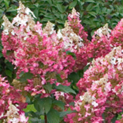 Paniculata Hydrangeas