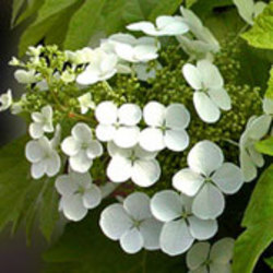 Oak Leaf Hydrangeas