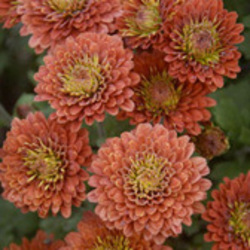 Cushion Mums