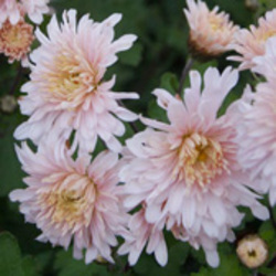 Garden Mums