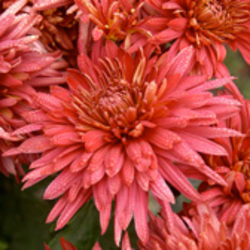 Large Flowered Garden Mums