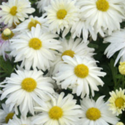 Single Flowered Daisy Mums