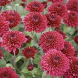 Spectacular Cushion Mums