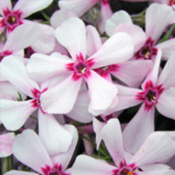 Creeping Phlox