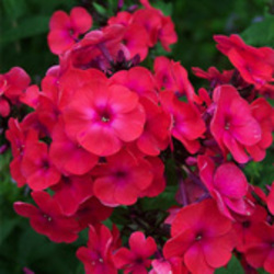 Garden Phlox