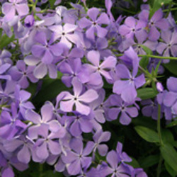 Woodland Phlox