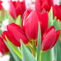 Bouquet Tulips