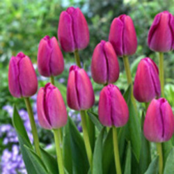 Darwin Tulips