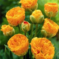 Double Tulips