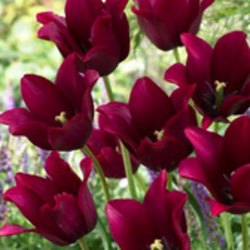 Lily Flowering Tulips