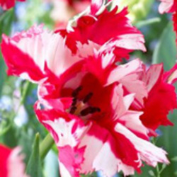 Parrot Tulips