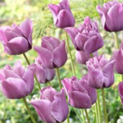 Single Tulips
