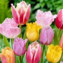 Specialty Tulips