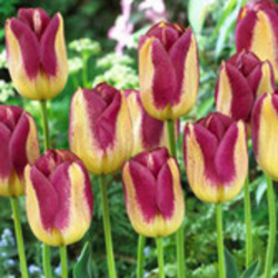Triumph Tulips