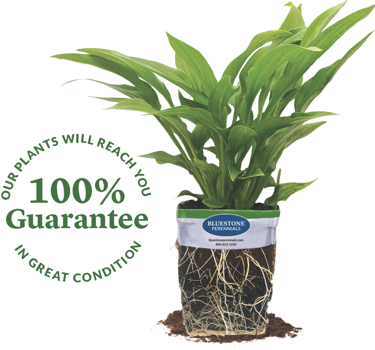 Our plants will reach you in great condition. 100% guarantee