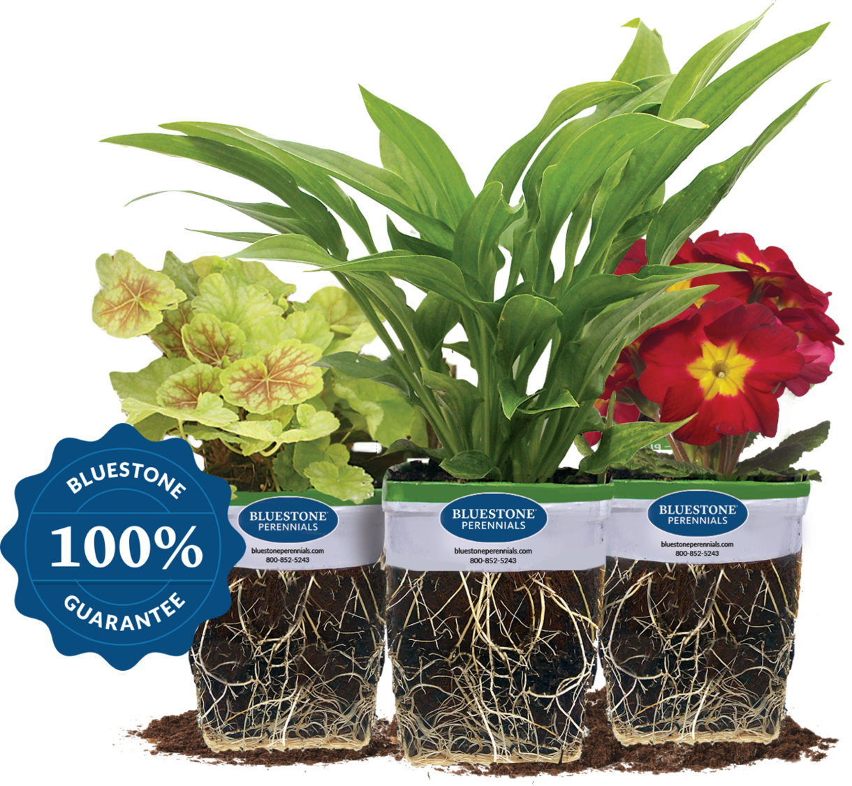 Our plants will reach you in great condition. 100% guarantee