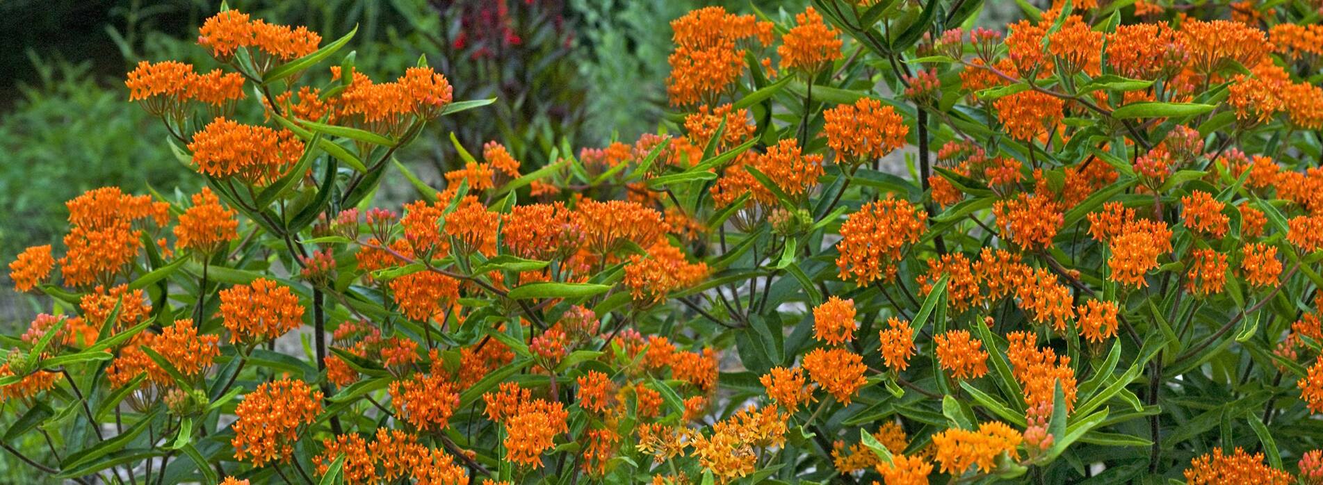 Asclepias Tuberosa