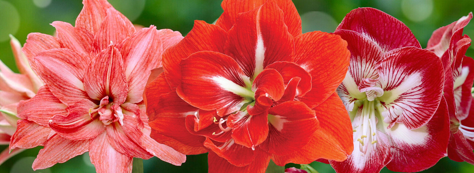 Amaryllis