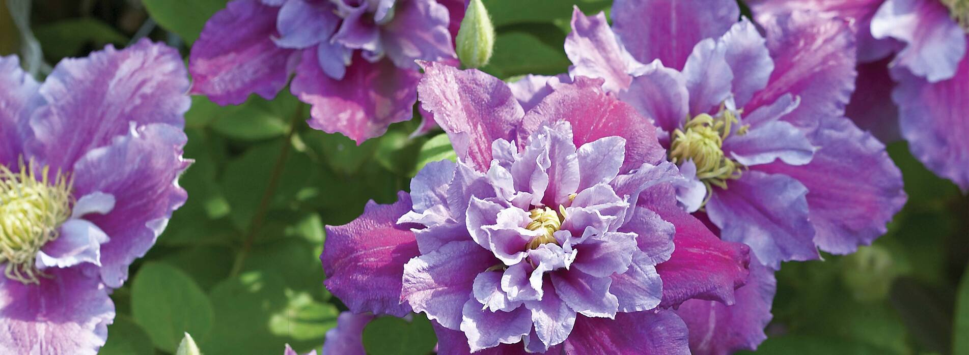 Clematis Piilu