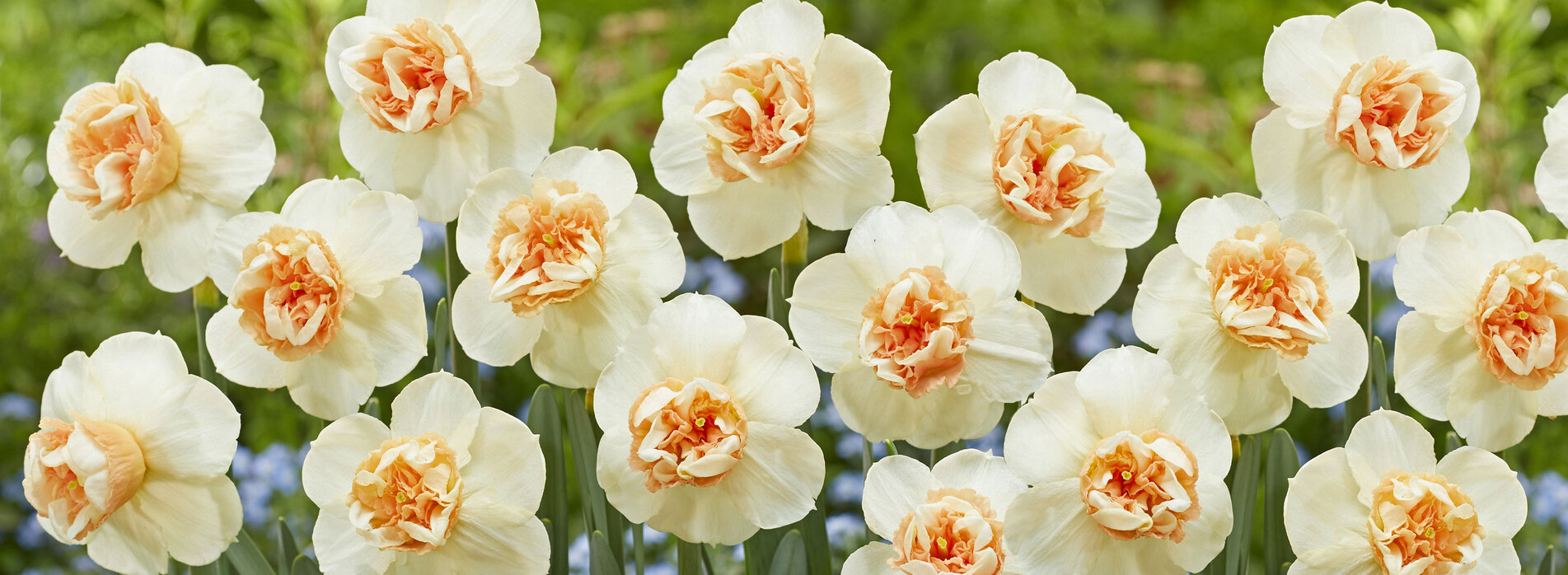 Daffodil Bon Bon