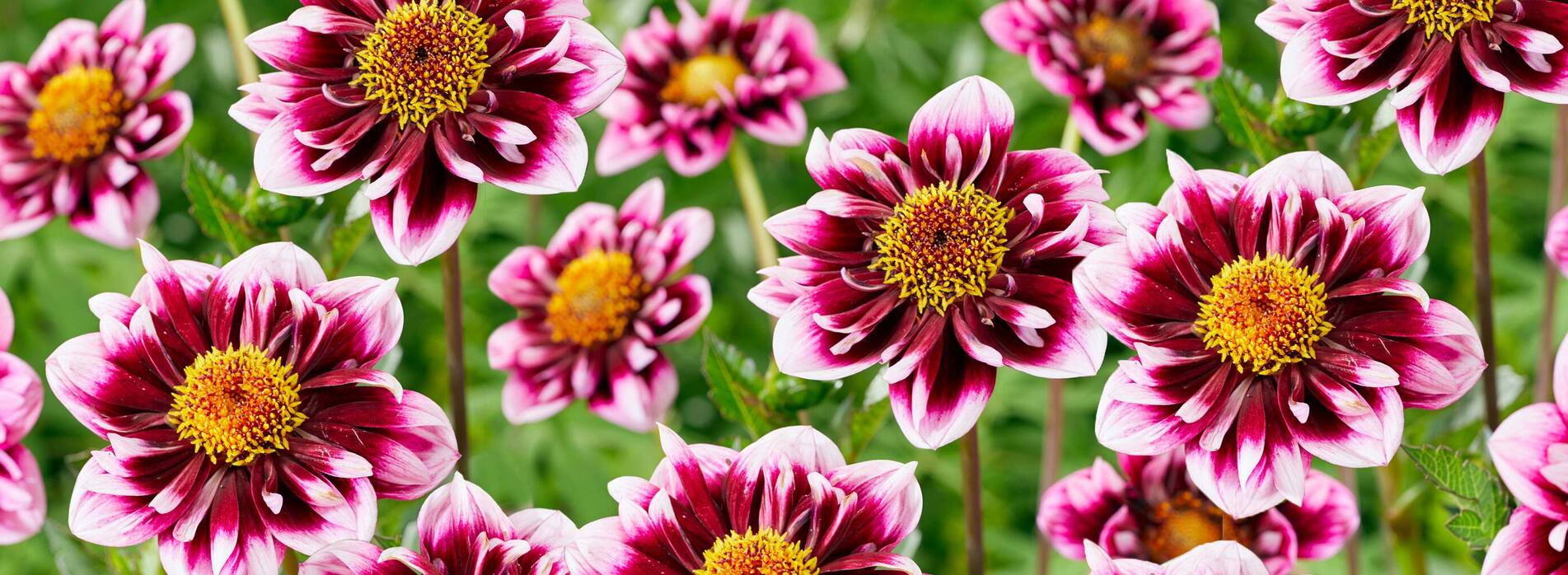 Dahlia Liquid Desire