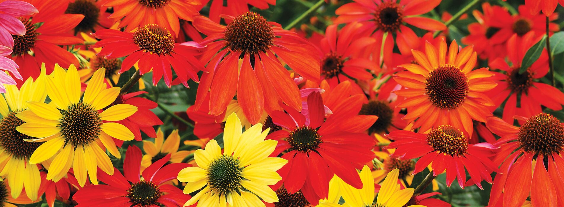 Echinacea Cheyenne Spirit Mix