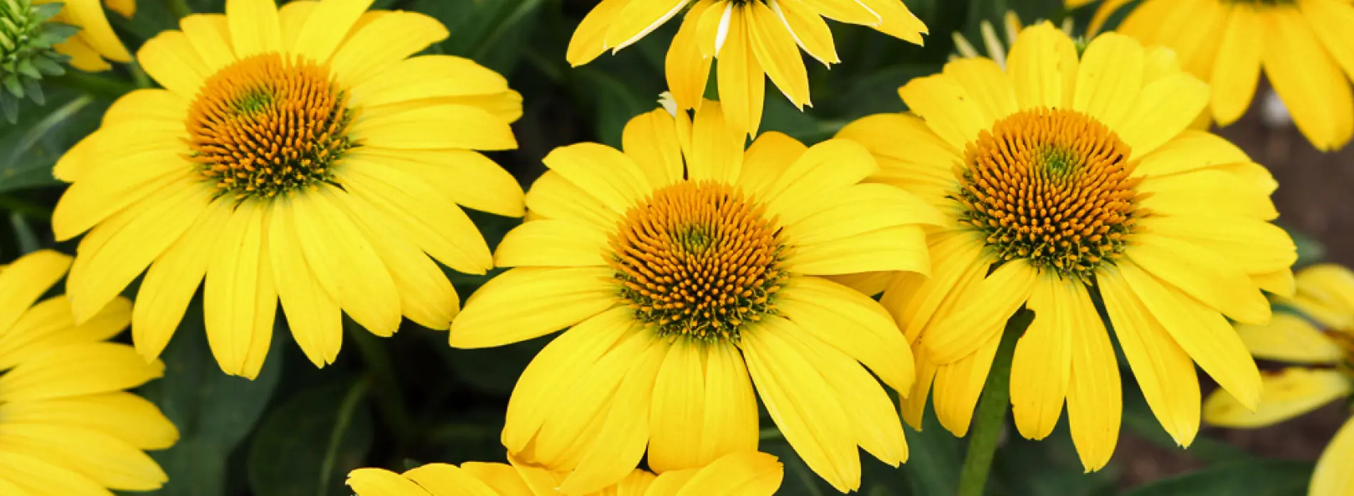 Echinacea Sombrero Lemon Yellow