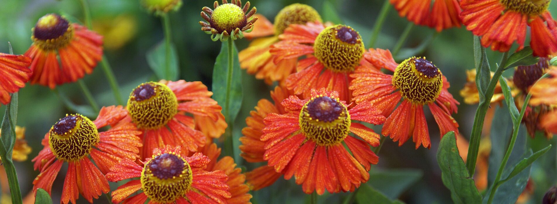 Helenium Dancing Flames