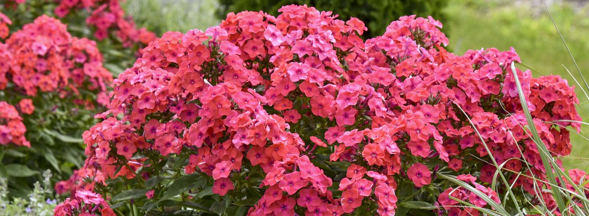 Phlox Sunset Coral
