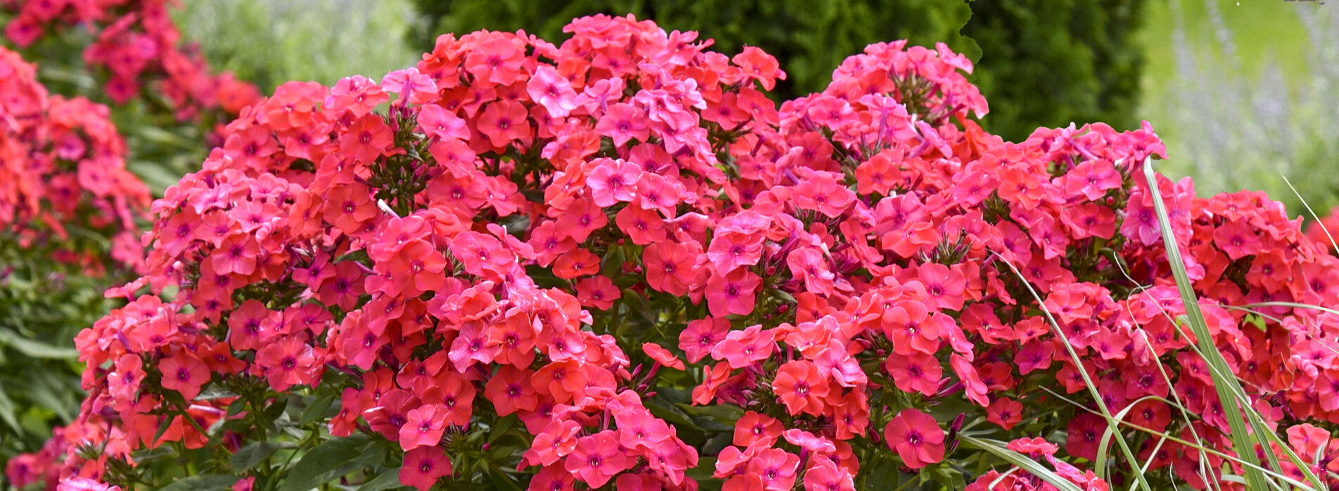 Phlox Sunset Coral
