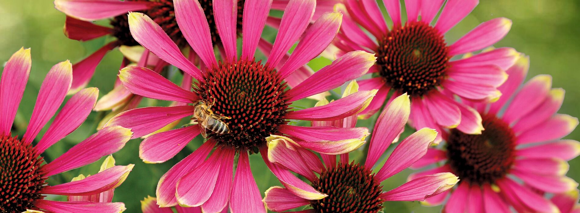 Echinacea Prima Spider