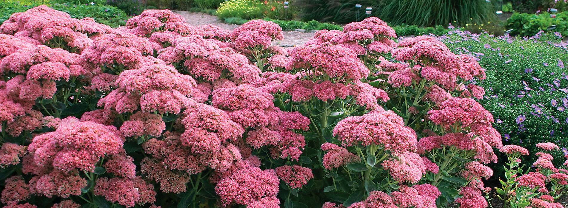 Sedum T Rex