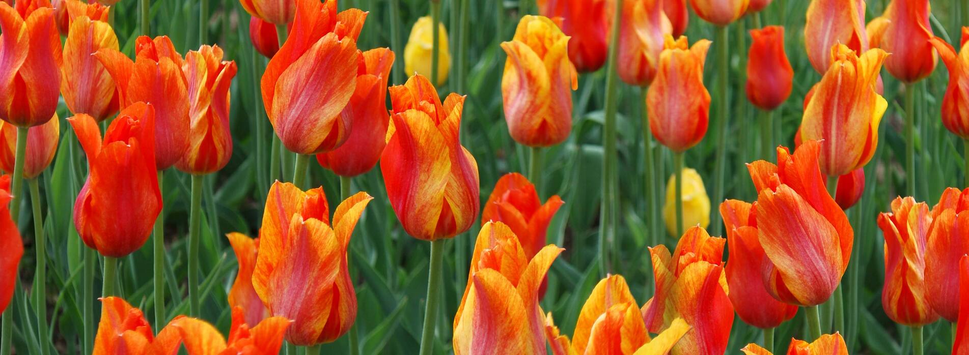Tulip El Nino