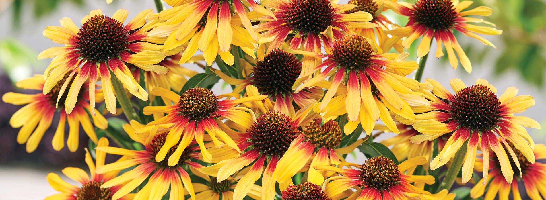 Echinacea Sunseekers Tequila Sunrise
