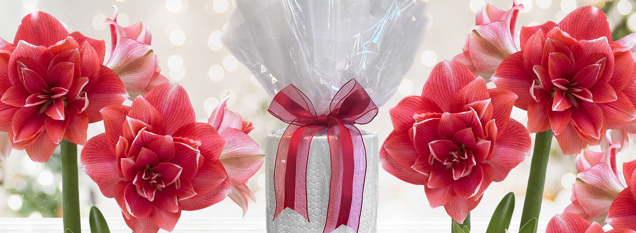 Amaryllis Double Dream