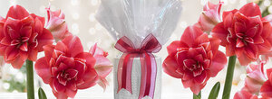 Amaryllis Double Dream