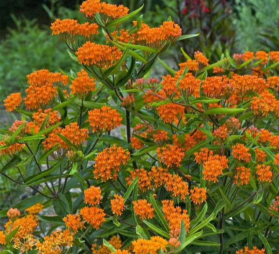 Asclepias Tuberosa