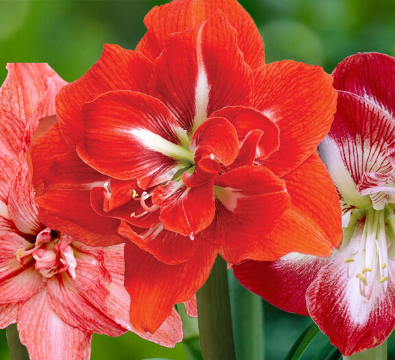 Amaryllis