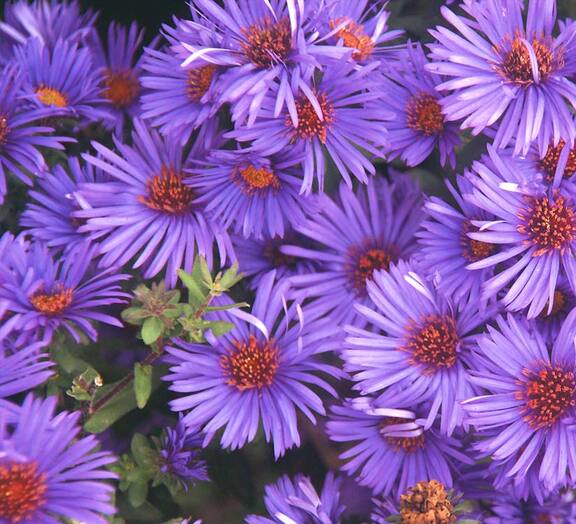 Aster Purple Dome