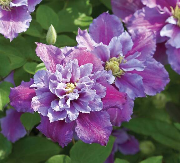 Clematis Piilu
